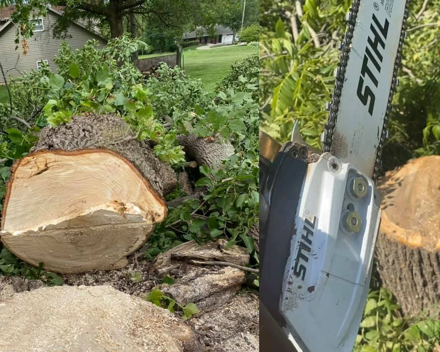 Tree removal service