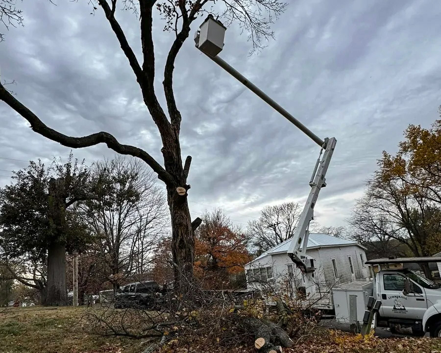 Tree trimming service